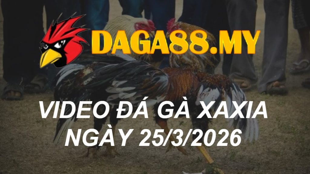 VIDEO GÀ XÀ XÍA NGÀY 25/3/2026