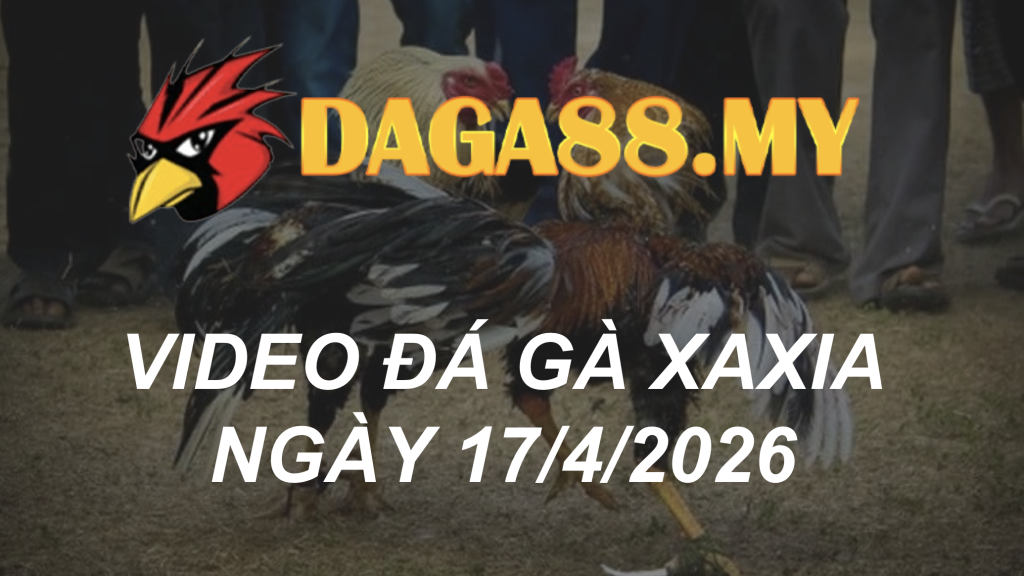 VIDEO GÀ XAXIA NGÀY 17/4/2026