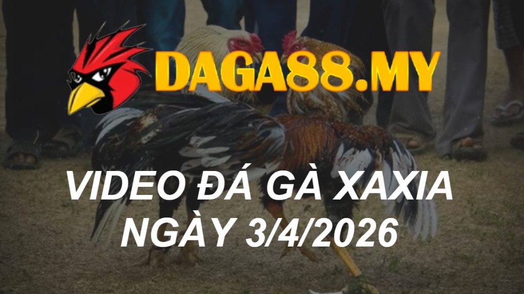 VIDEO GÀ XAXIA NGÀY 3/4/2026
